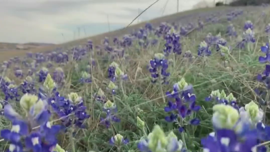 Annual bluebonnet season is officially underway
